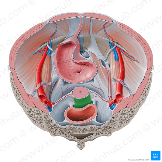 Rectouterine pouch (#19047)