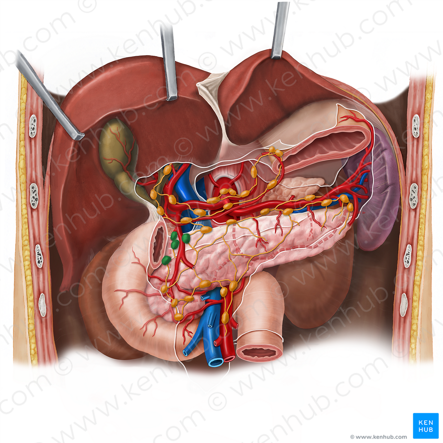 Superior pancreaticoduodenal lymph nodes (#16073)