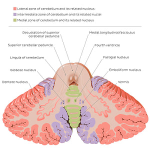 Cerebellar nuclei (English)
