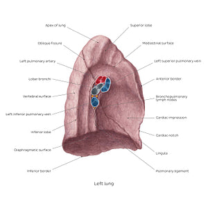 Medial view of the left lung (English)