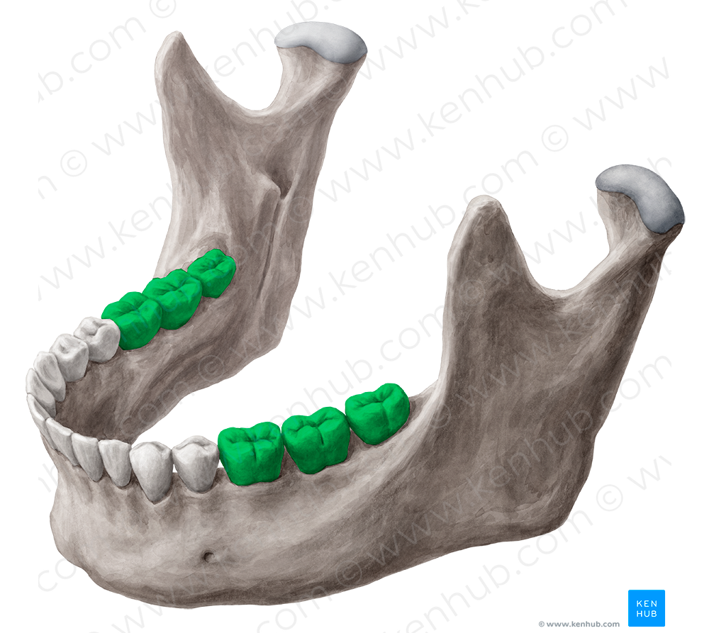 Molar teeth (#3209)