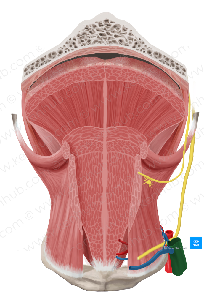 Internal jugular vein (#10362)