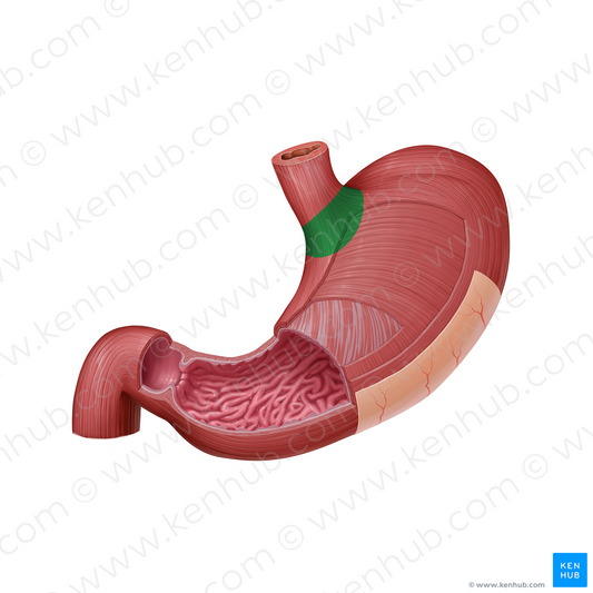 Cardia of stomach (#2454)