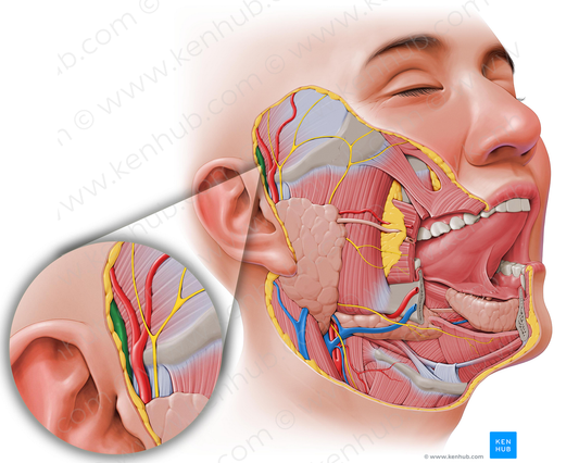 Superficial temporal vein (#10626)