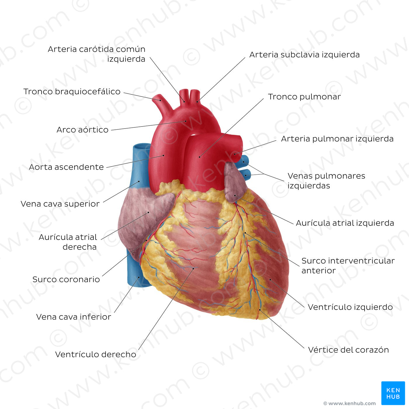 Anterior view of the heart (Spanish)