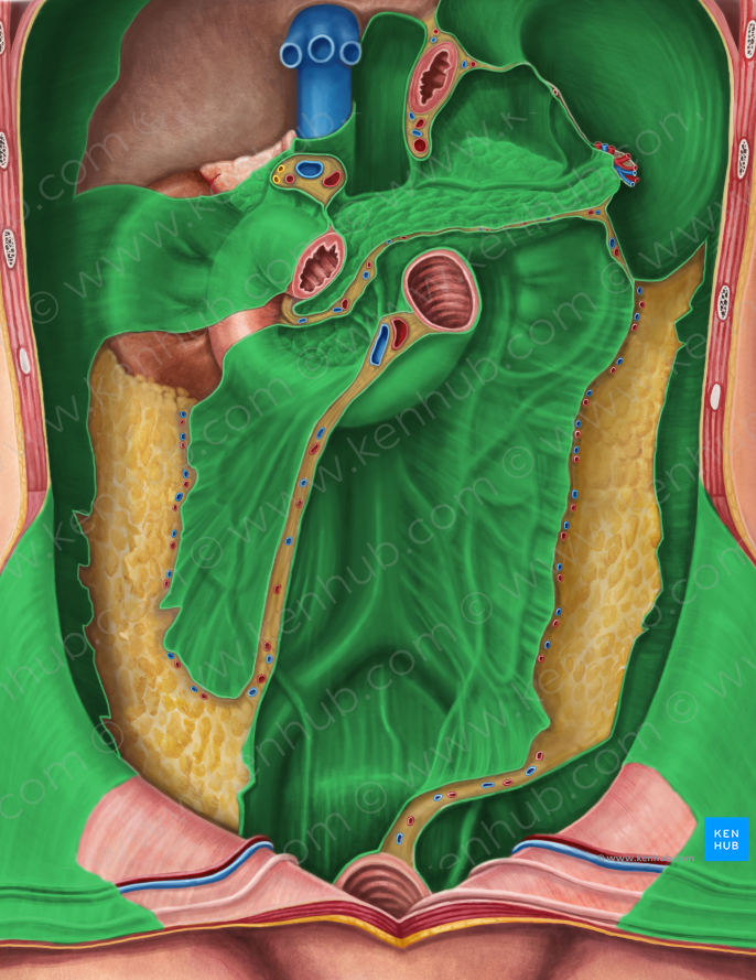 Parietal peritoneum (#7877)