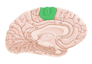 Brodmann area 4 (#18008)
