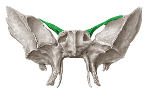 Lesser wing of sphenoid bone (#612)