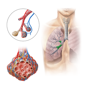 Right lobar bronchi (#11309)