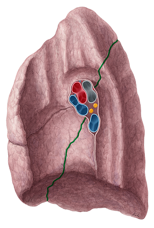 Oblique fissure of right lung (#3666)