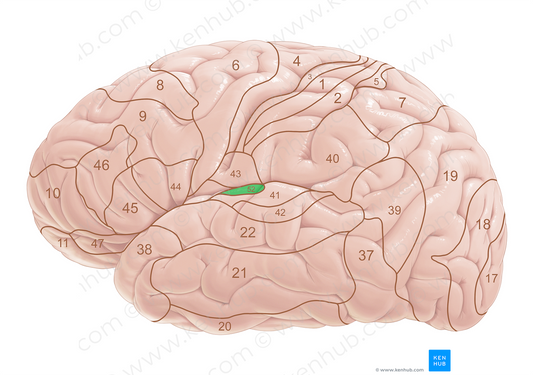 Brodmann area 52 (#18061)