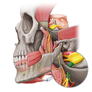 Mandibular nerve (#6548)