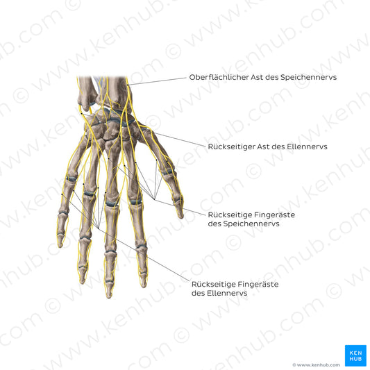 Nerves of the hand: Dorsal view (German)