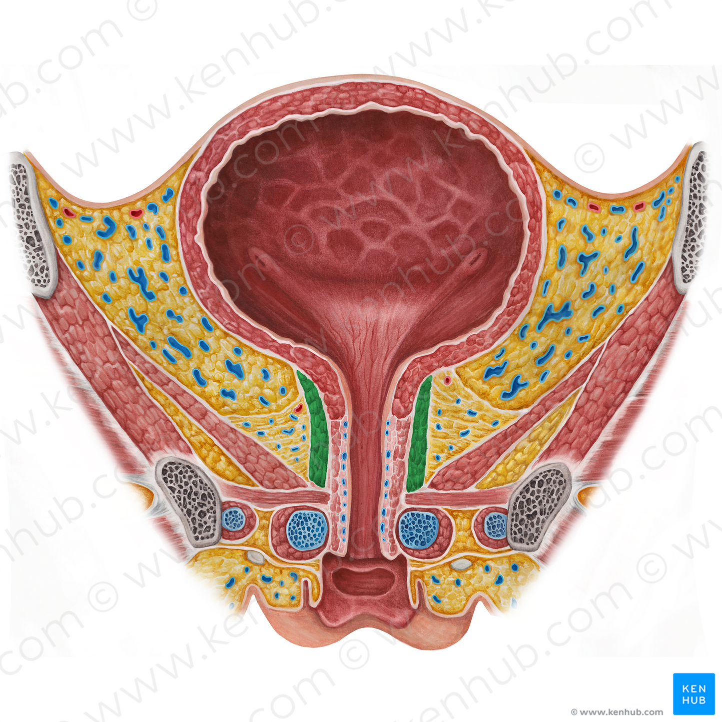 Female external urethral sphincter (proper) (#5985)