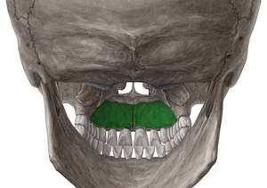 Palatine process of maxilla (#8230)