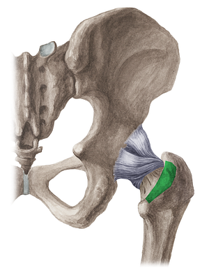 Intertrochanteric crest of femur (#3113)