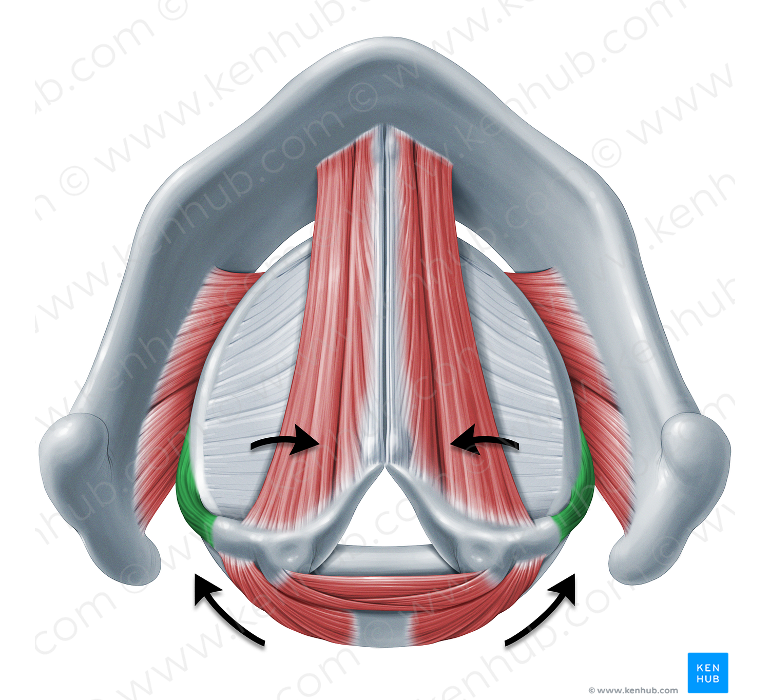 Action of lateral cricoarytenoid muscle (#18340)
