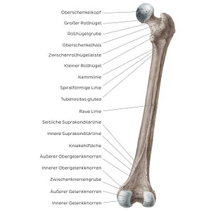 Femur (posterior view) (German)