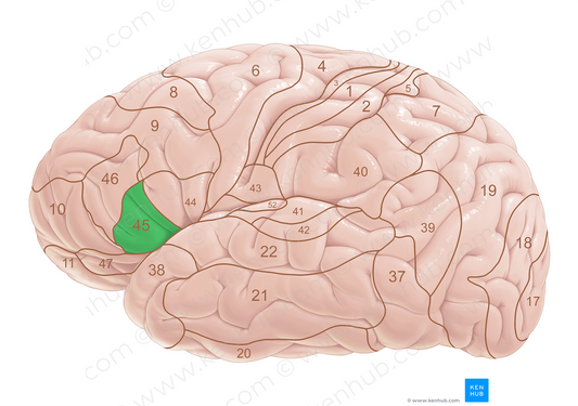 Brodmann area 45 (#18058)