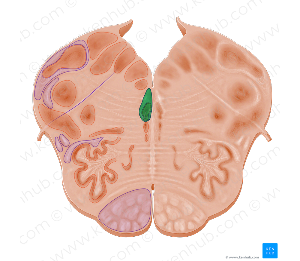 Medial longitudinal fasciculus (#10958)