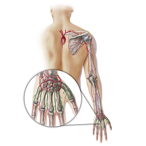 Metacarpal arteries (#19432)