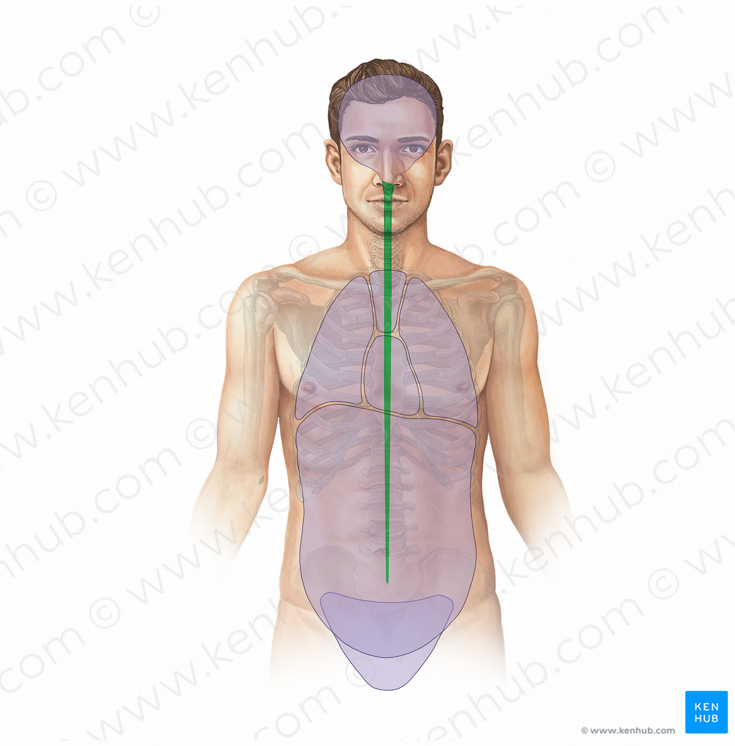 Vertebral canal (#11706)