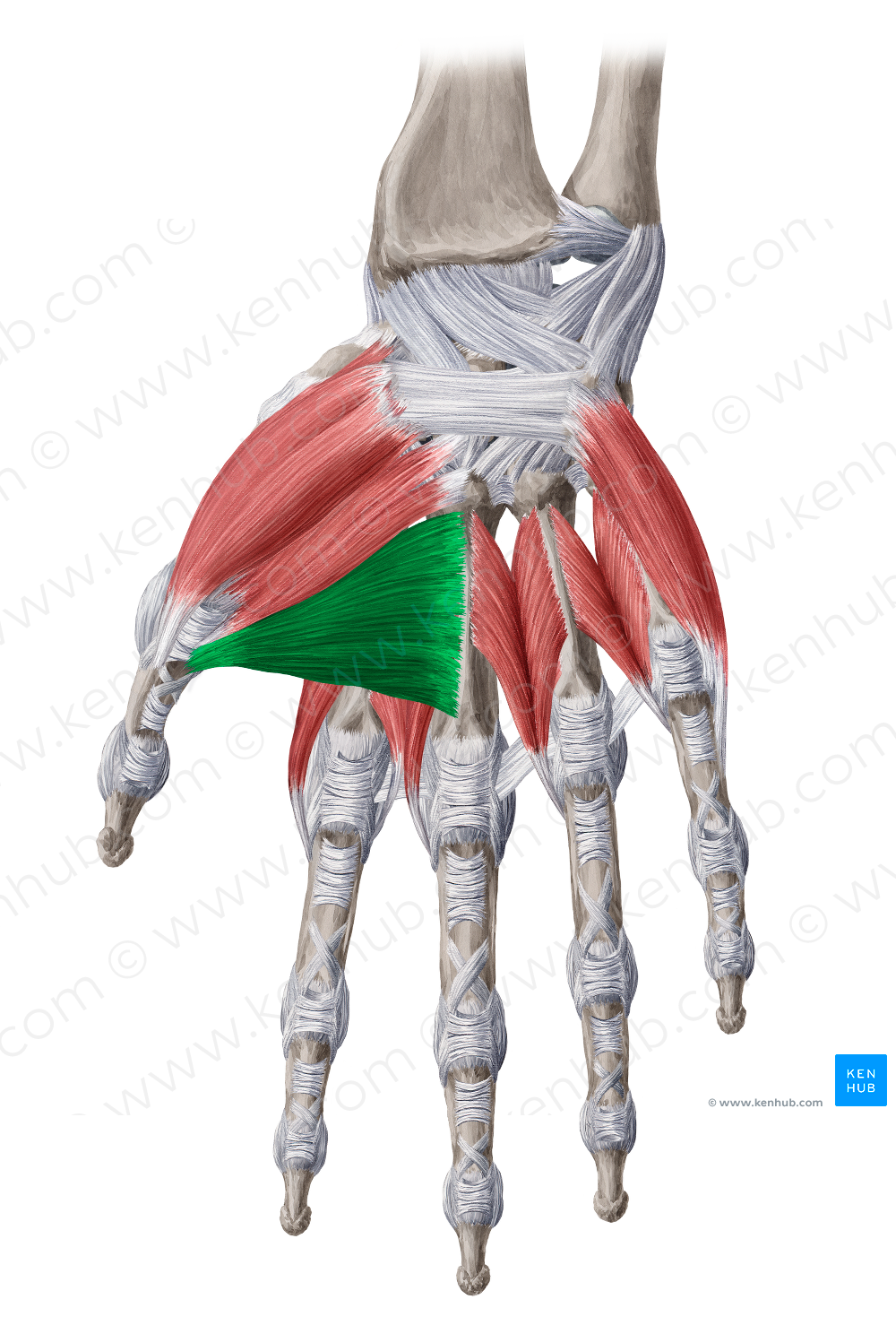 Transverse head of adductor pollicis muscle (#2453)