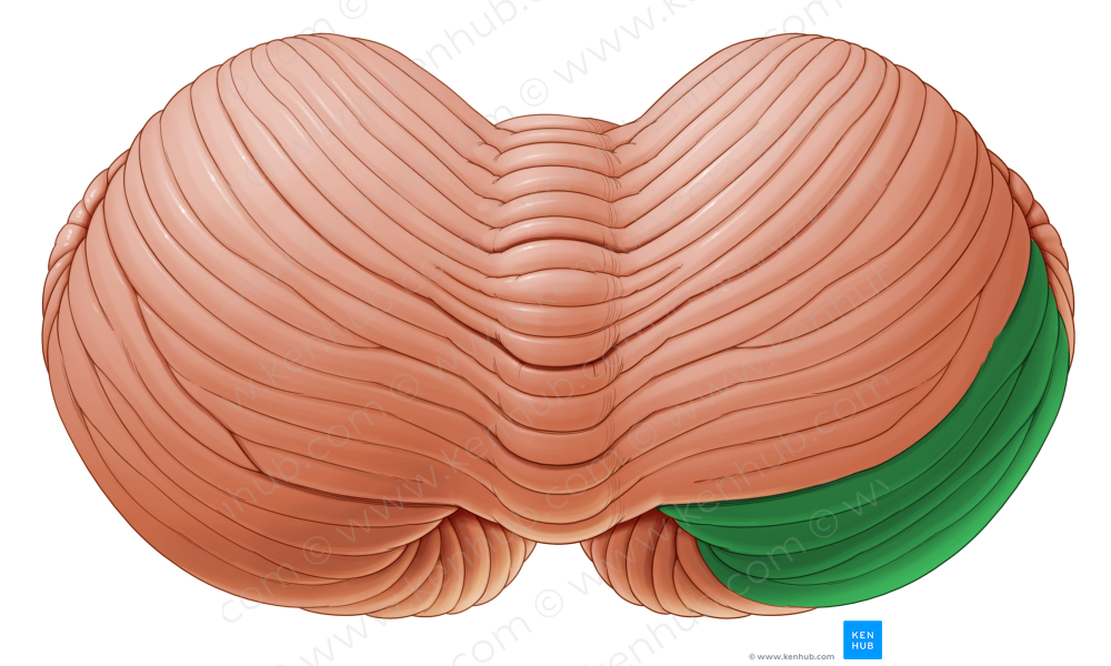 Superior semilunar lobule (#4769)