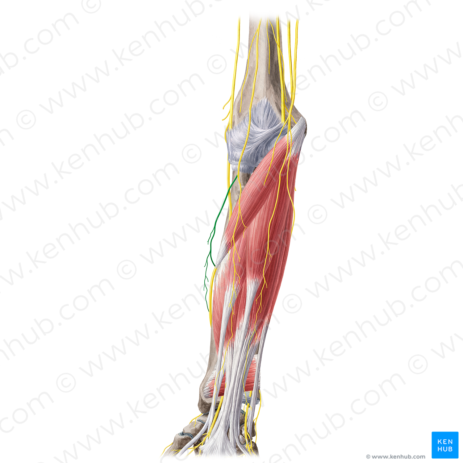 Posterior branch of lateral antebrachial cutaneous nerve (#20450)
