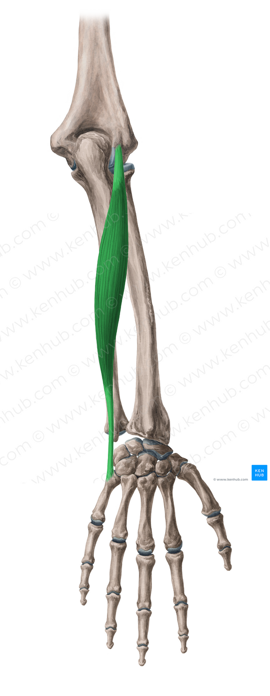 Extensor carpi ulnaris muscle (#5319)