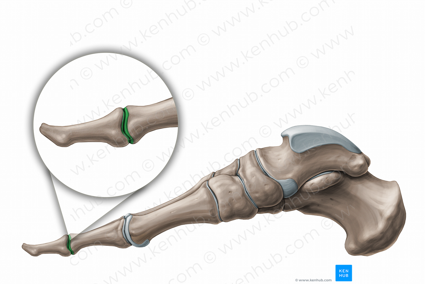 Interphalangeal joints of foot (#11240)