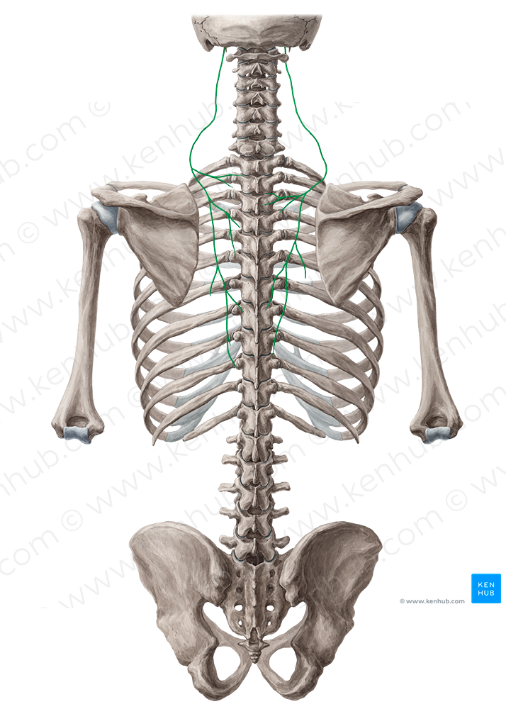Accessory nerve (#6301)