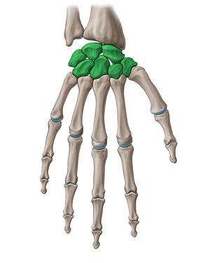 Carpal bones (#18898)