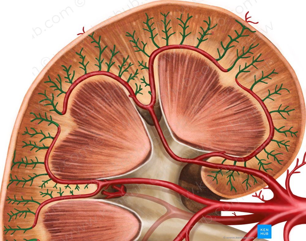 Interlobular arteries of kidney (#1162)