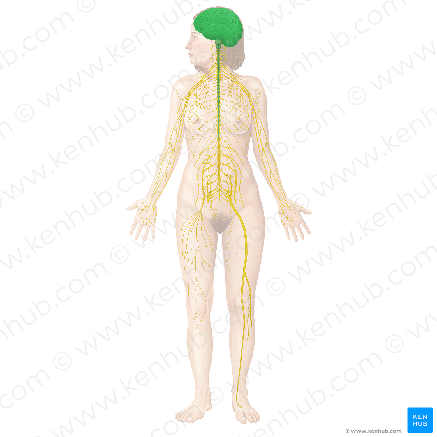 Central nervous system (#19759)