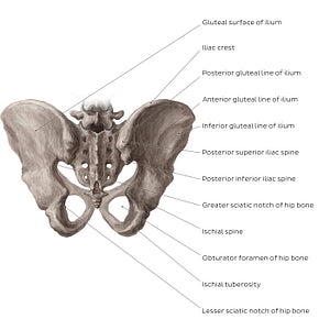 Bony pelvis (posterior view) (English)