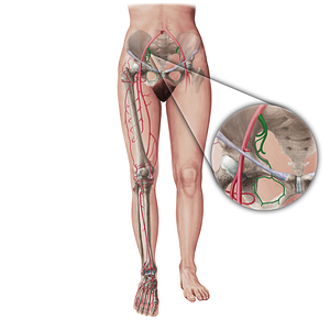 Internal iliac artery (#19400)