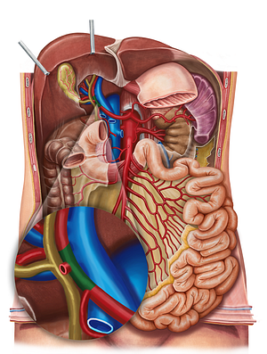 Proper hepatic artery (#1347)