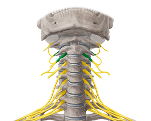 Anterior rami of spinal nerves C2-C3 (#18531)