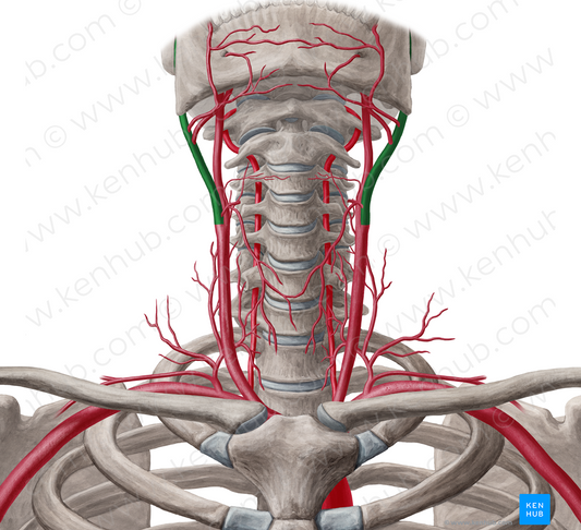 External carotid artery (#953)