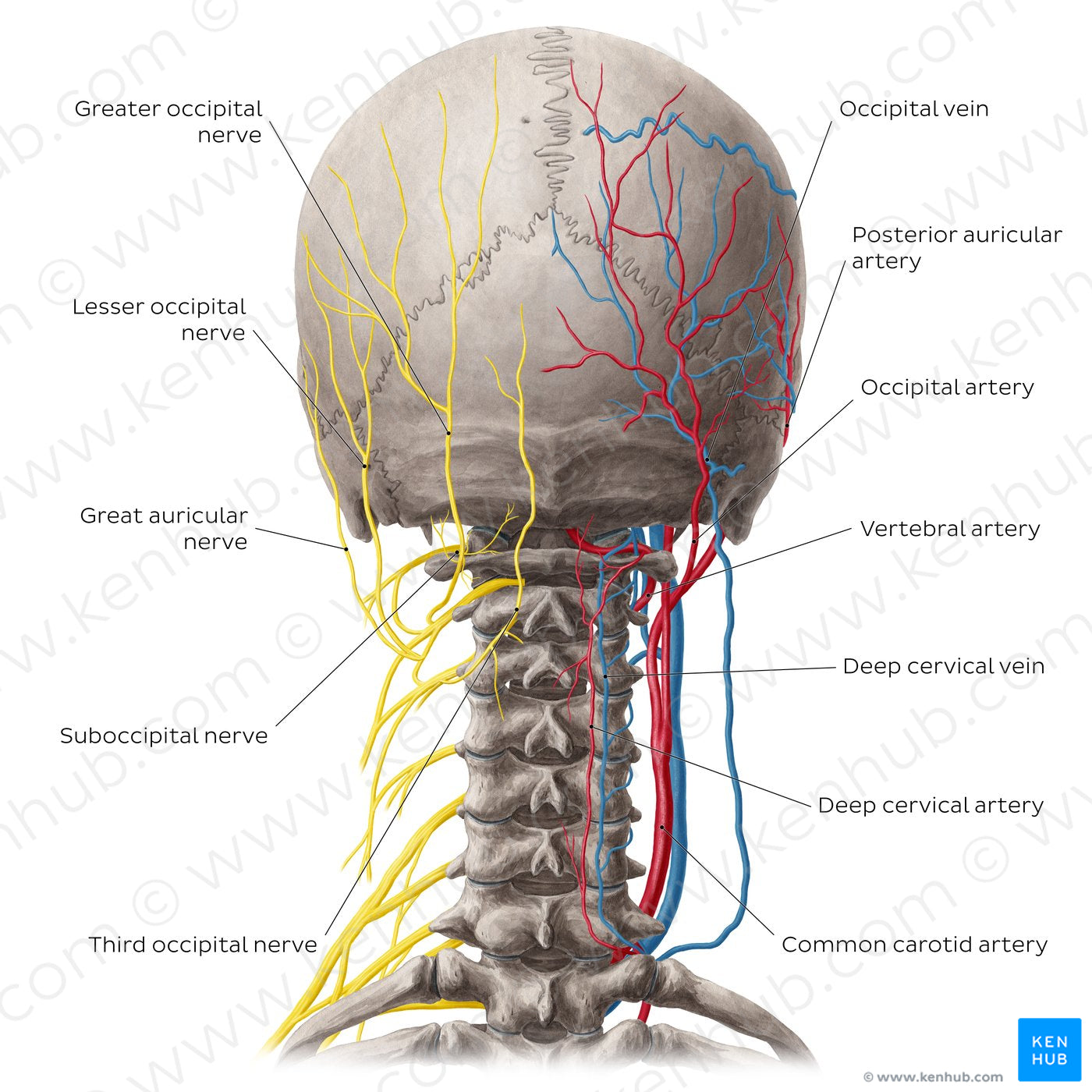 Neurovasculature of the dorsal neck (English)