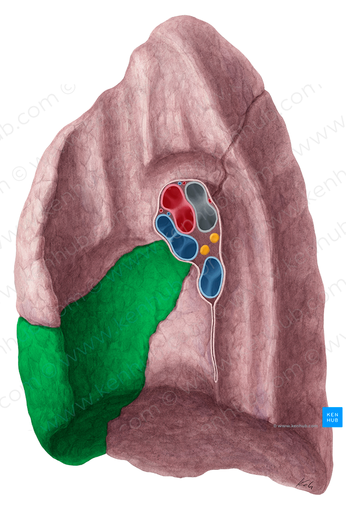 Middle lobe of right lung (#4838)