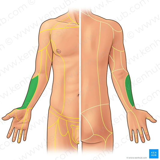 Lateral antebrachial cutaneous nerve (#21911)