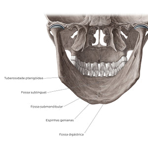 Mandible (Posterior view) (Portuguese)