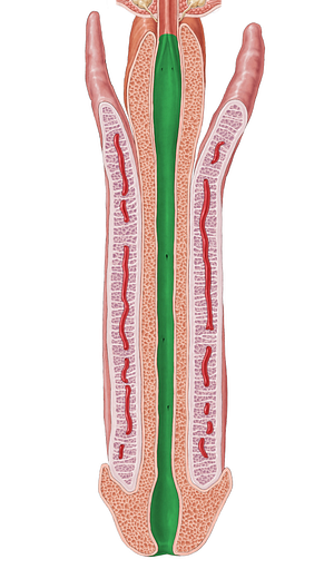 Spongy part of urethra (#7775)