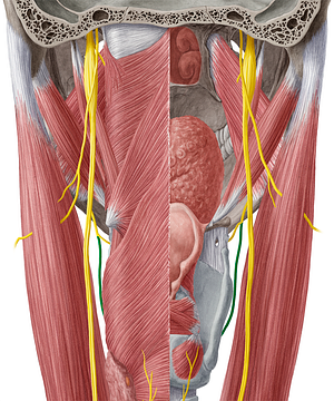 External branch of superior laryngeal nerve (#8678)