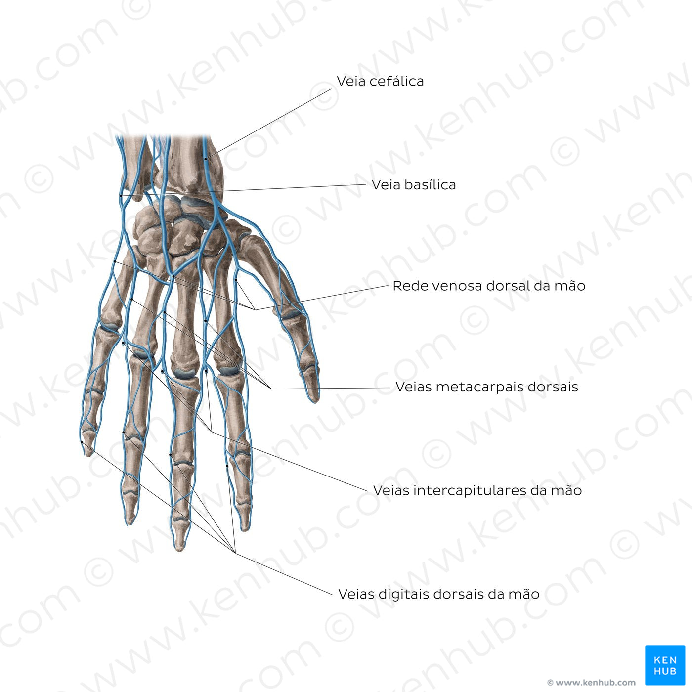 Veins of the hand: Dorsal view (Portuguese)