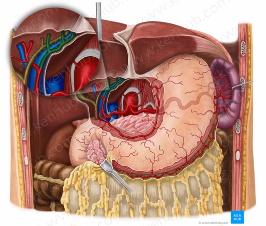 Left hepatic artery (#8797)