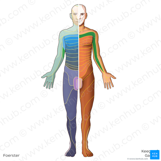 T1 dermatome (#20819)