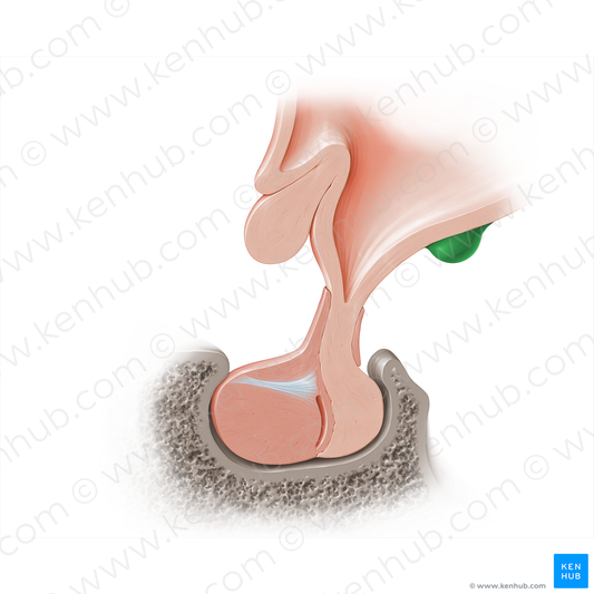 Mammillary body (#18213)